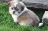 shih tzu pedigree puppies.